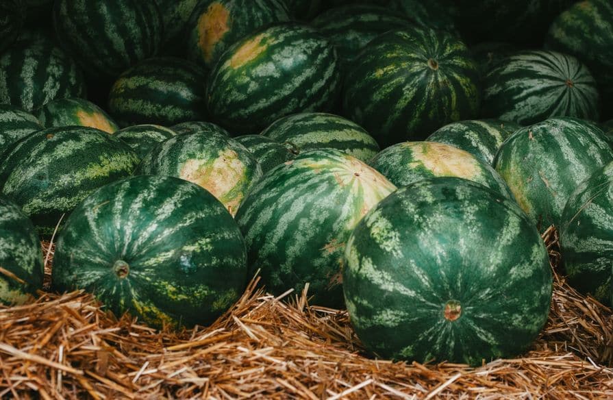 Wassermelone für Kompost